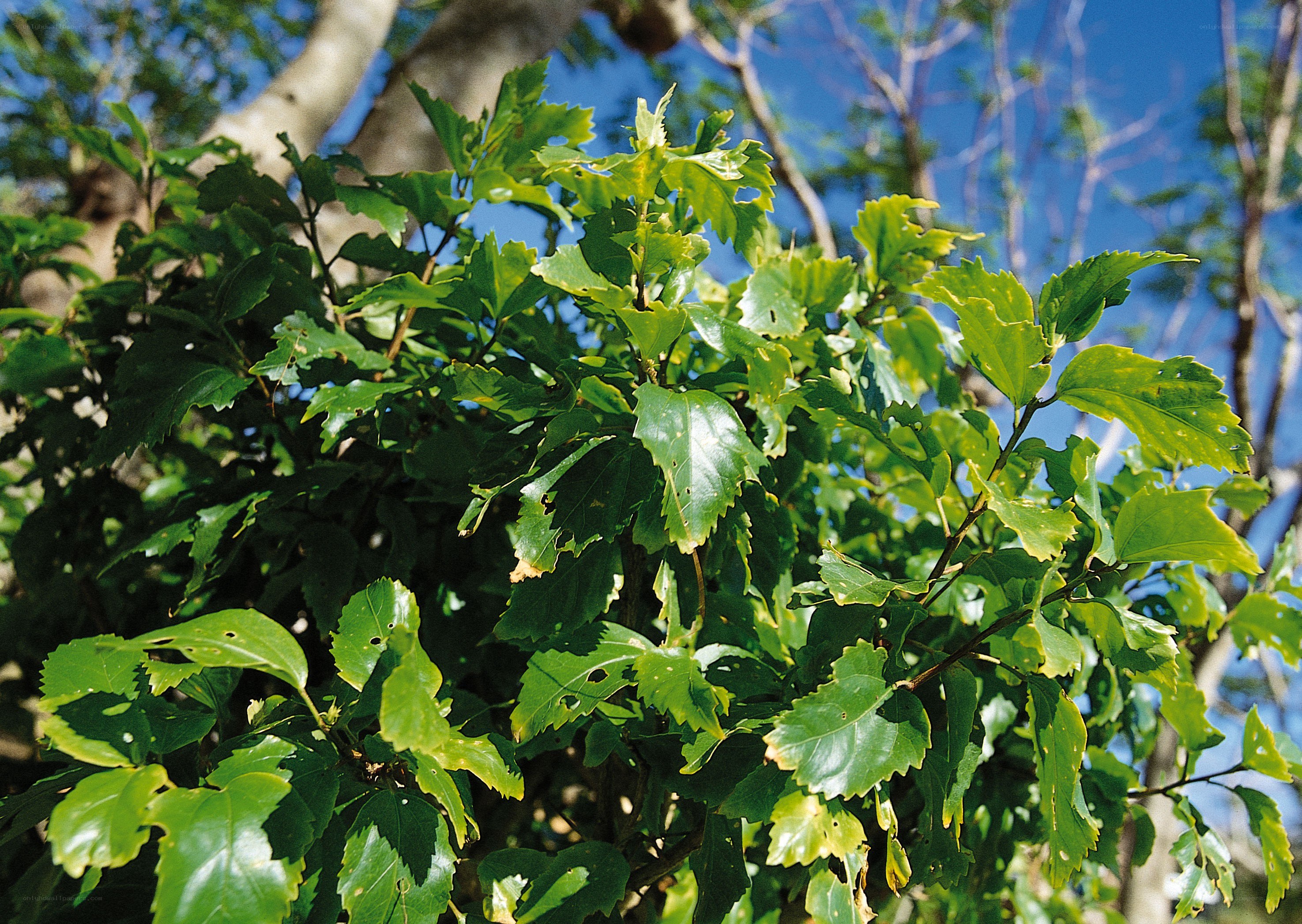 green leaves on a tree