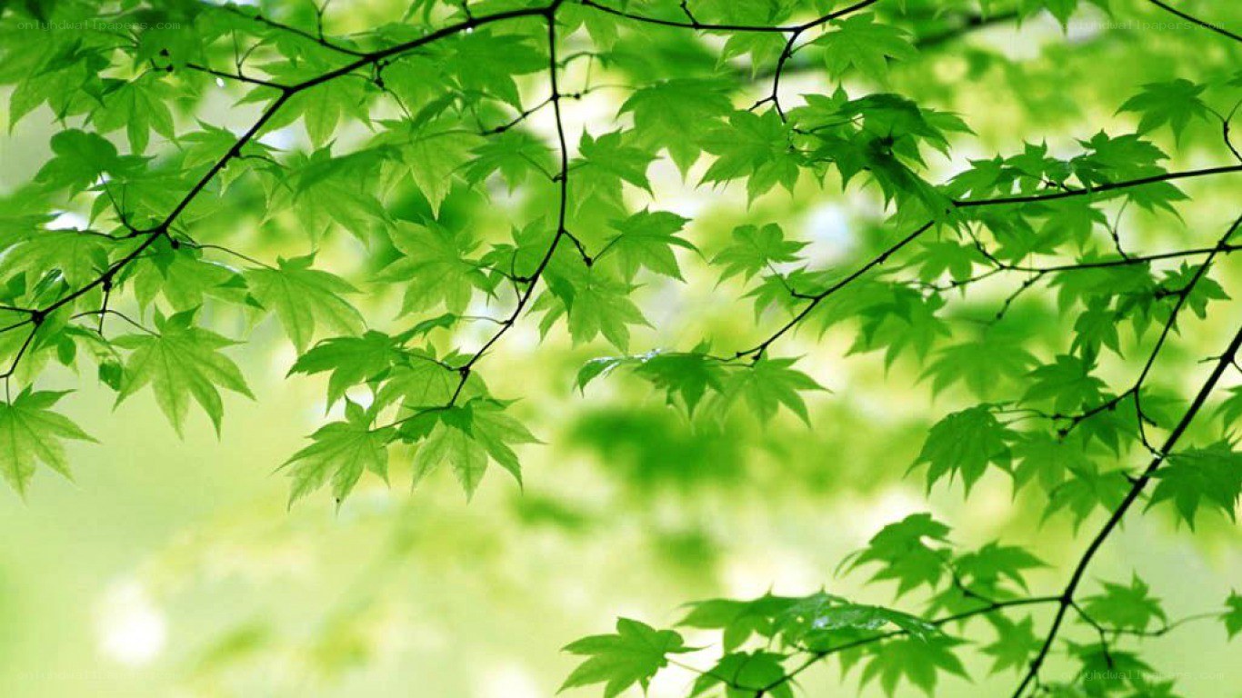 green leaves on a tree