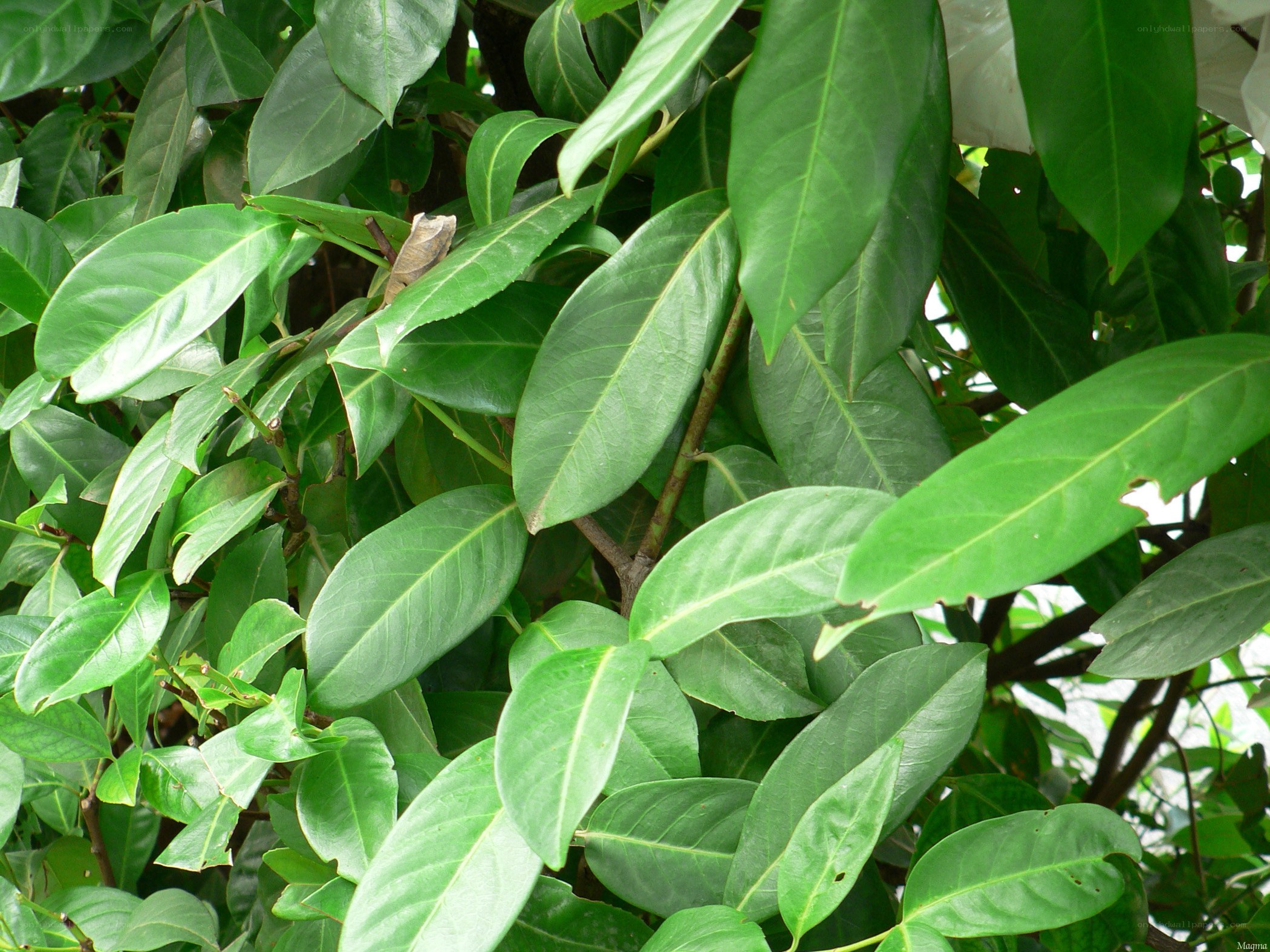 green leaves on a tree