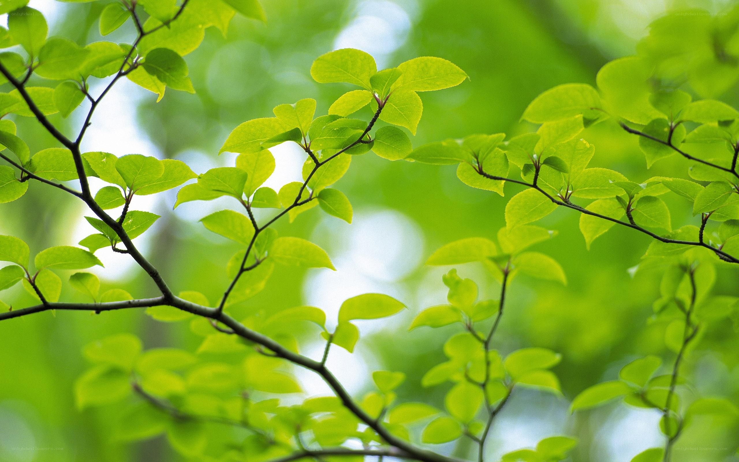 green leaves on a tree branch
