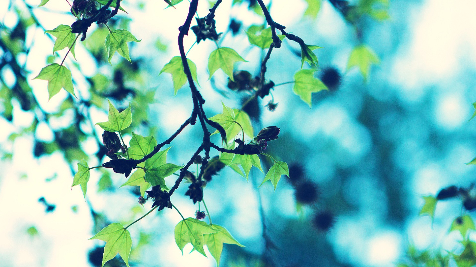 green leaves on a tree branch