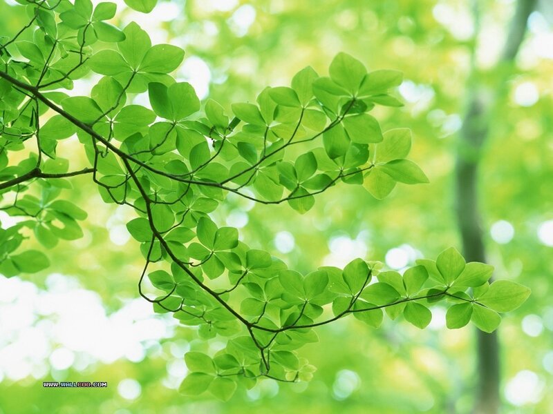 Green leaves on a tree branch