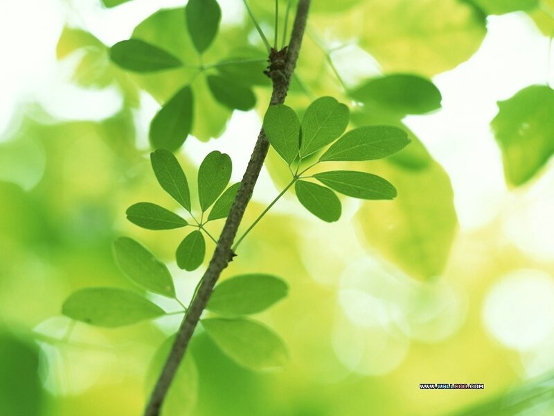 Green leaves on a tree branch