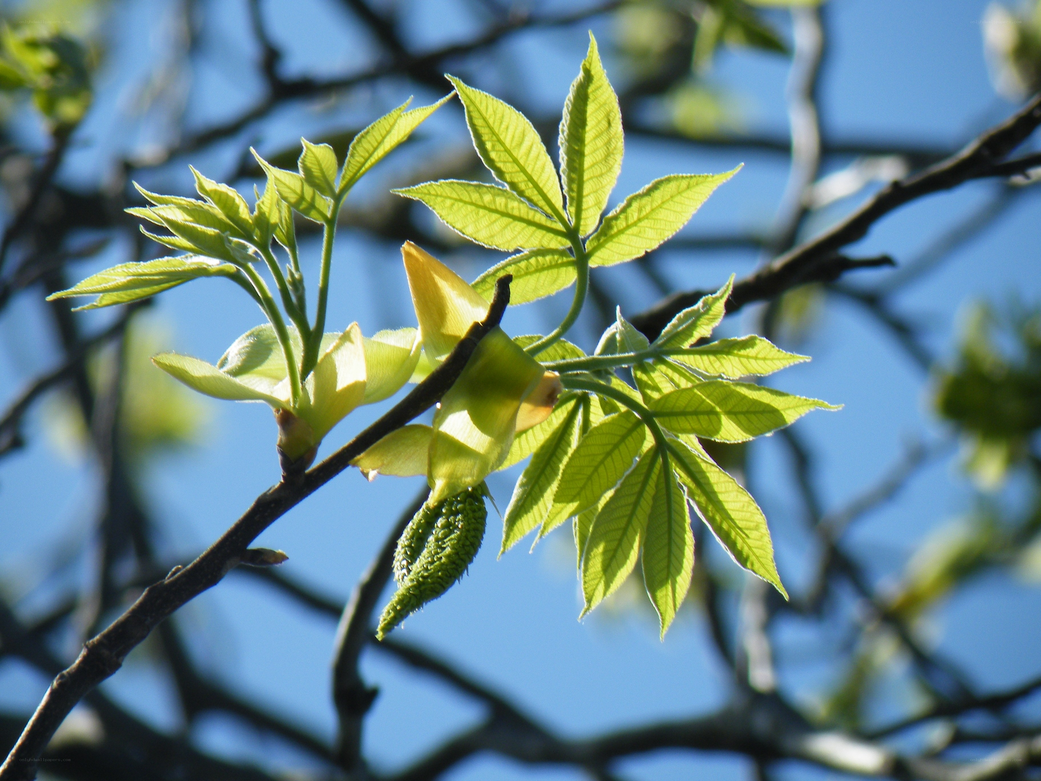 Green leaves on a tree branch