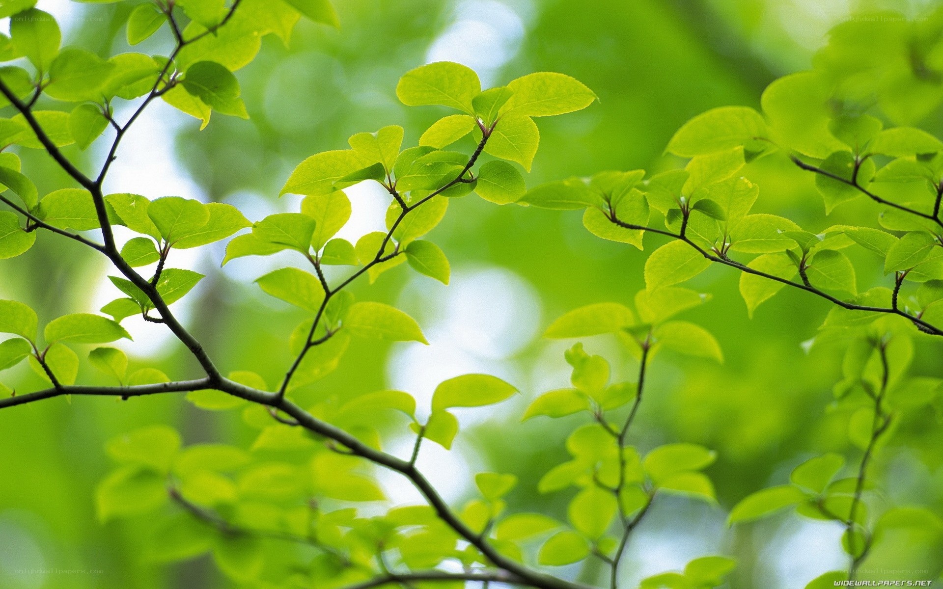 Green leaves on a tree branch