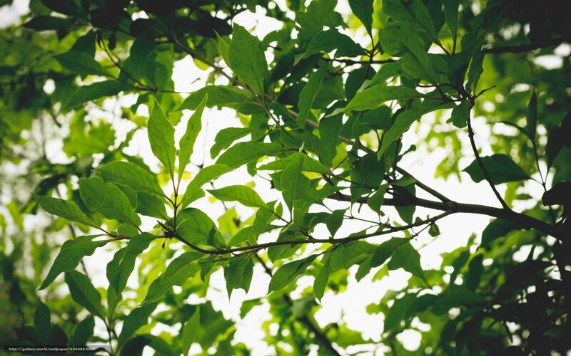 Green leaves on a tree branch