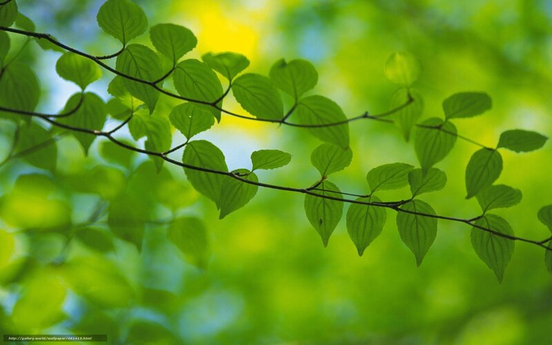 Green leaves on a tree branch
