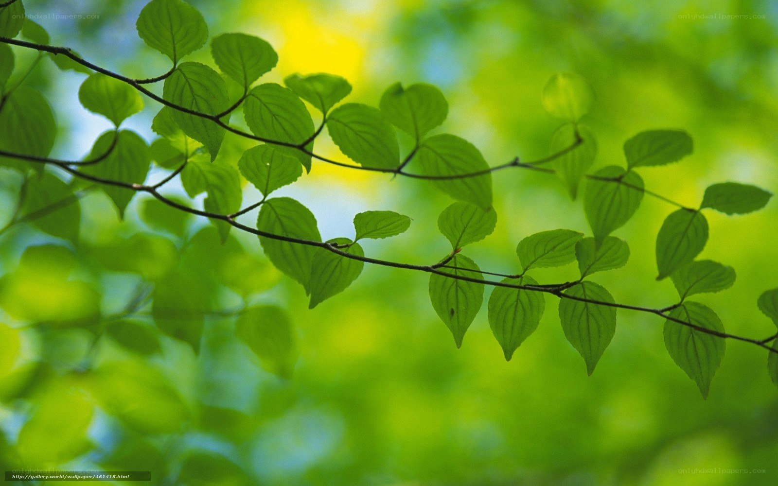 Green leaves on a tree branch