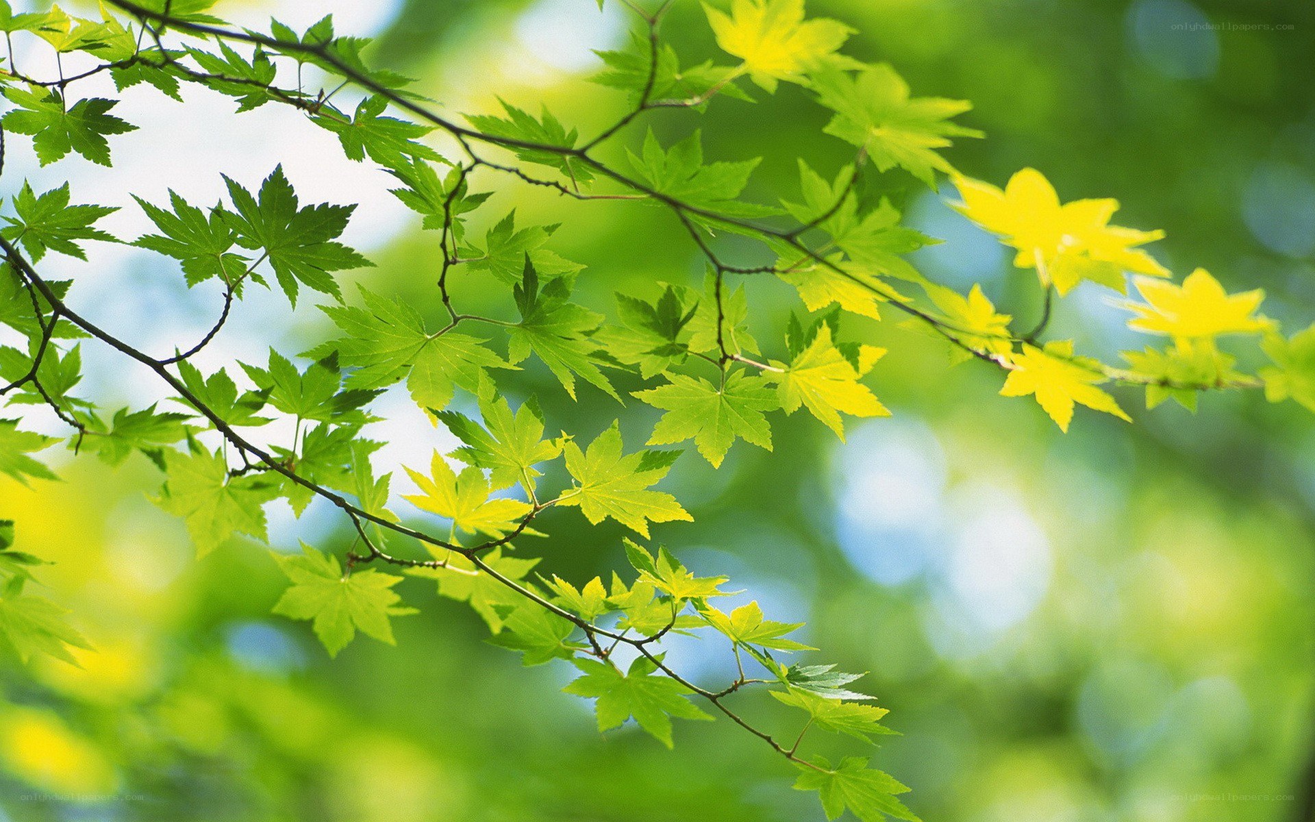 green leaves on a tree branch