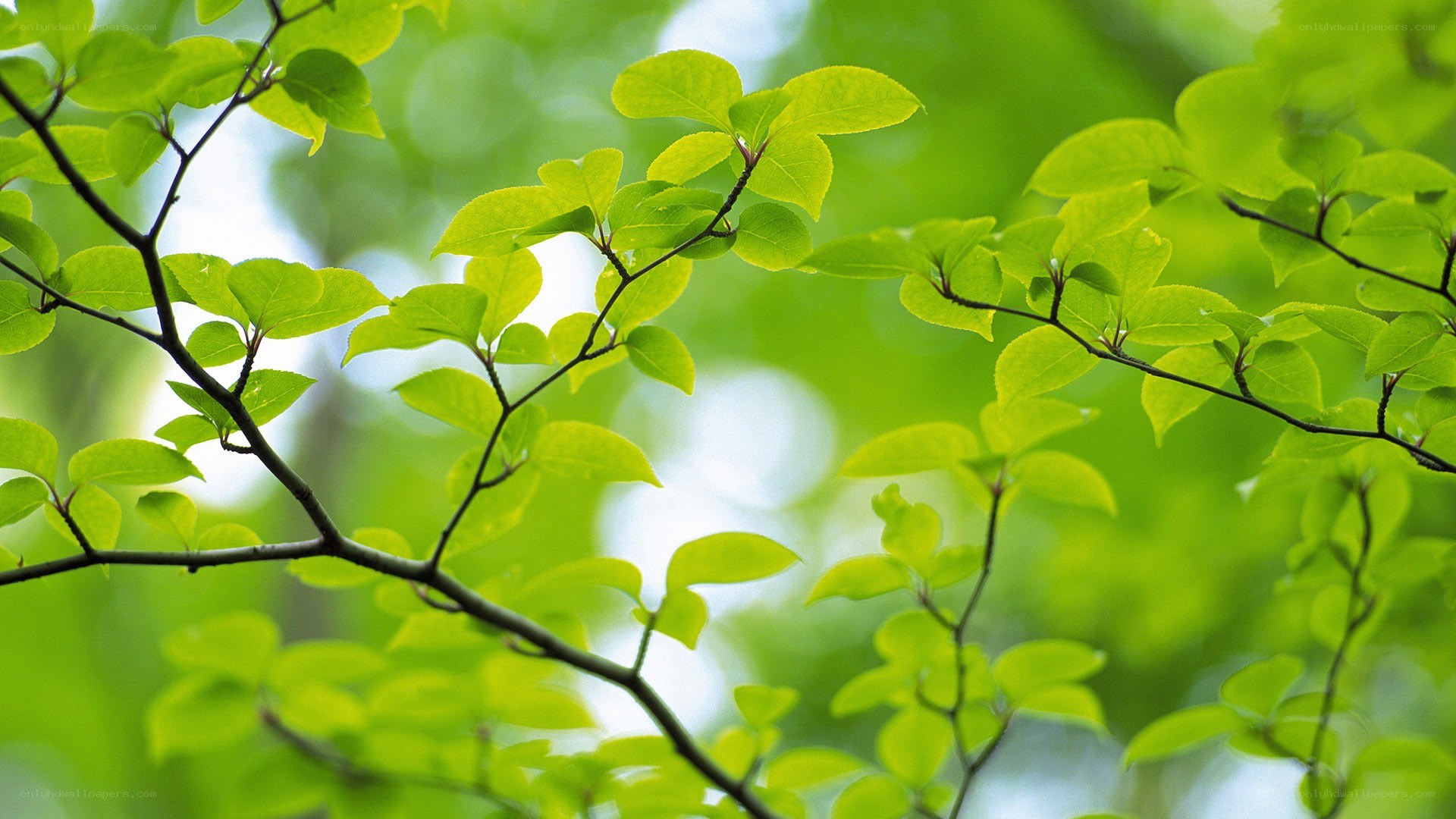 green leaves on a tree branch