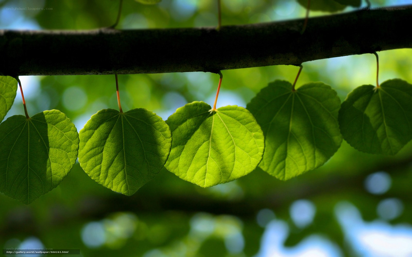 Green leaves on a tree branch