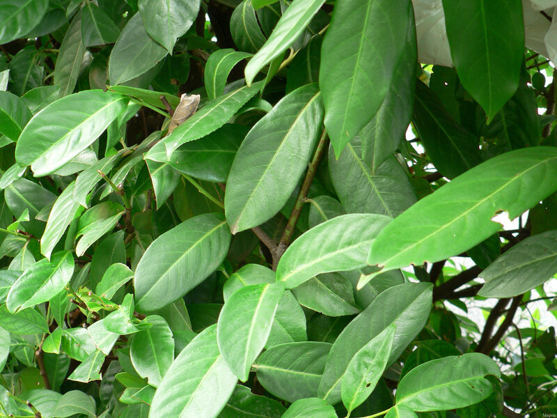 Green Leaves on a Tree — Natural