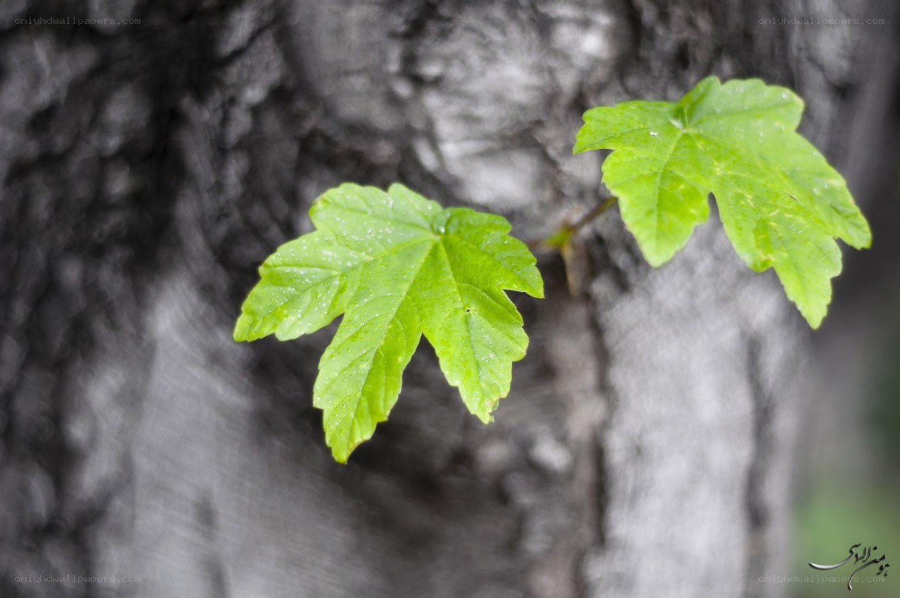 Green leaves on a tree trunk