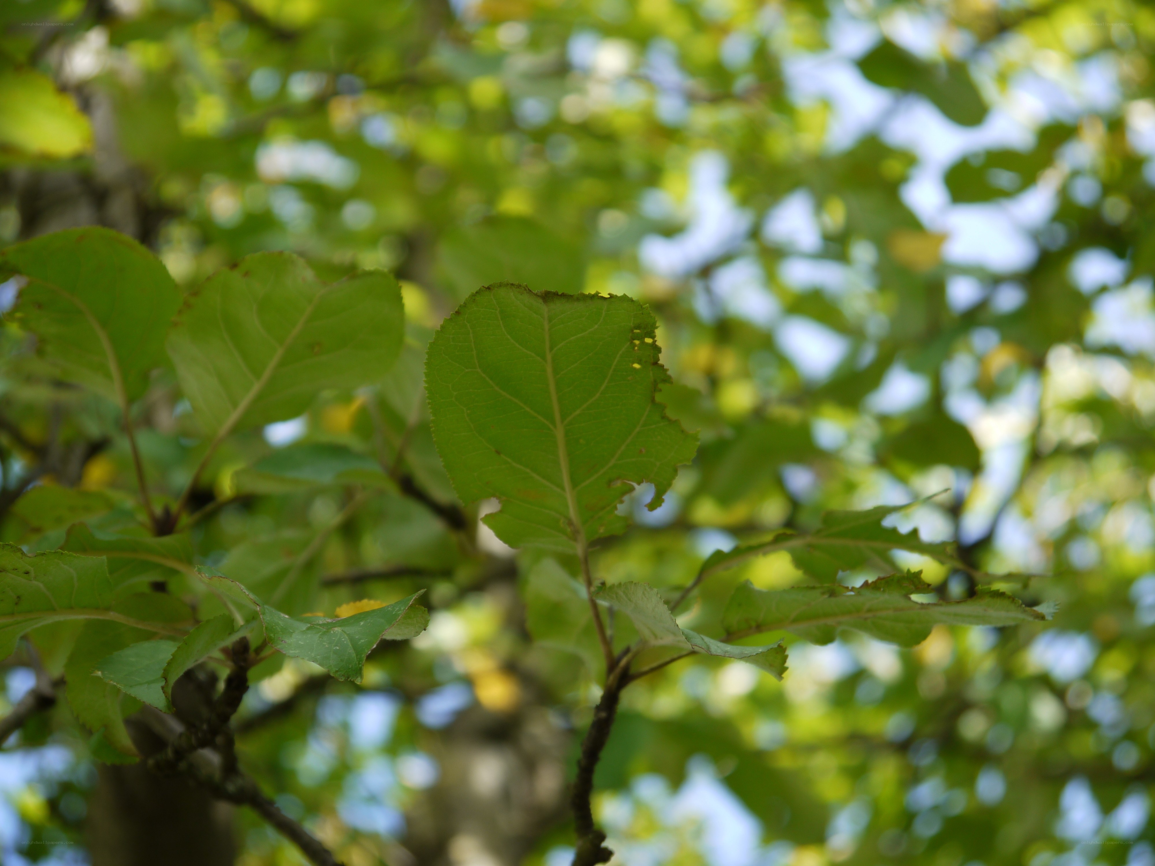 green leaves on a tree