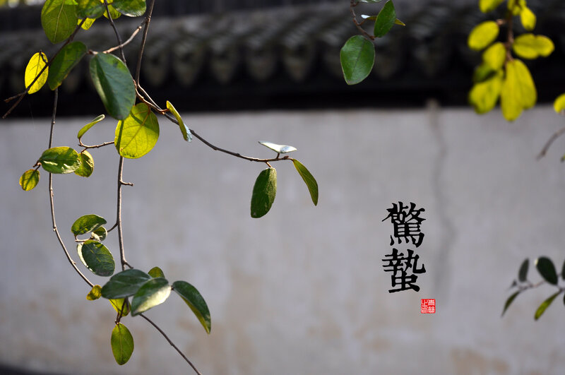Green Leaves on a Vine — Serene