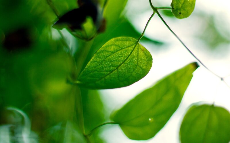 Green Leaves on a Vine