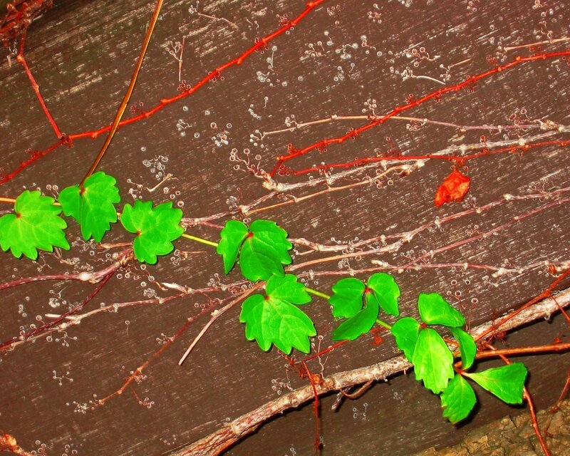 green leaves on a wooden surface