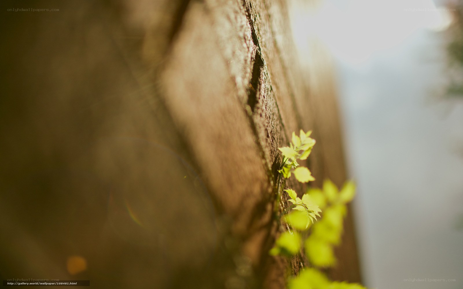 green leaves on a wooden wall