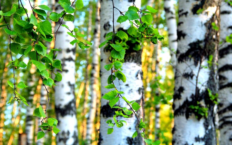 Green Leaves on Birch Trees