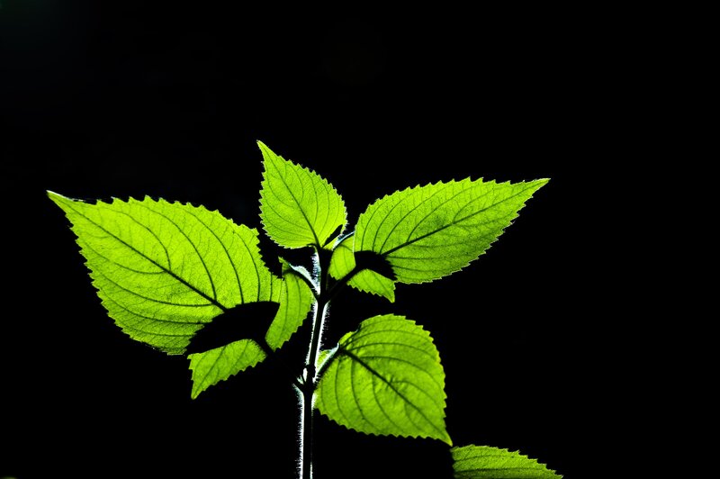 Green Leaves on Black