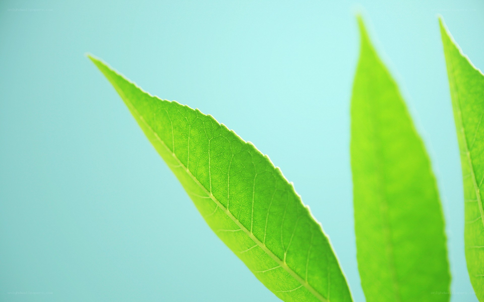 green leaves on blue background