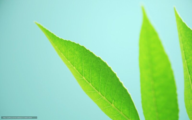 green leaves on blue background