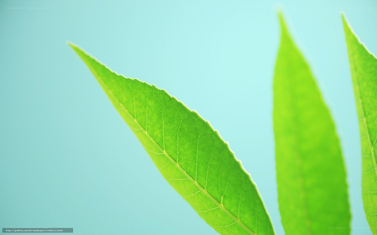 green leaves on blue background