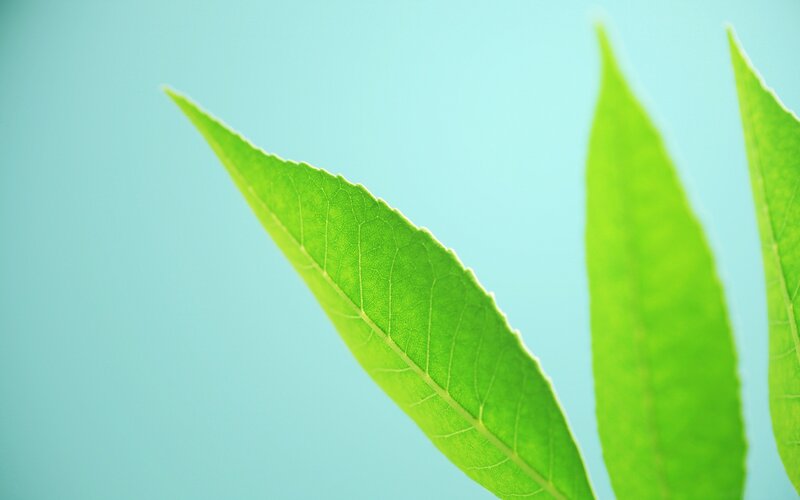 Green Leaves on Blue — Calm