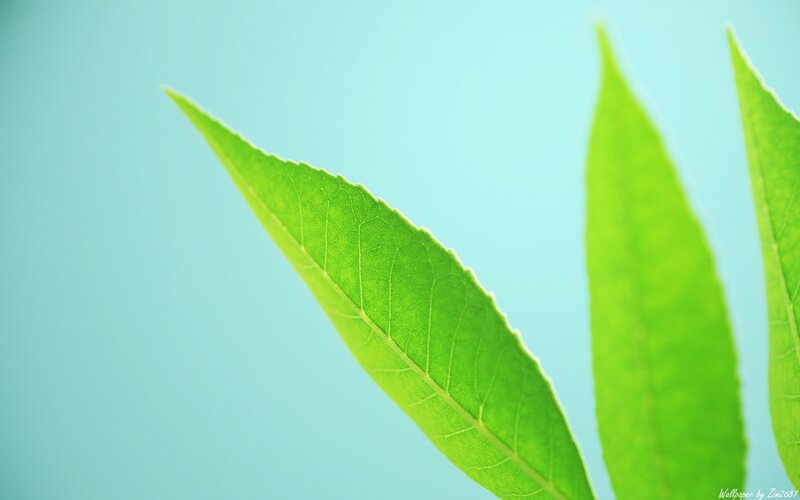 Green Leaves on Blue — Serene