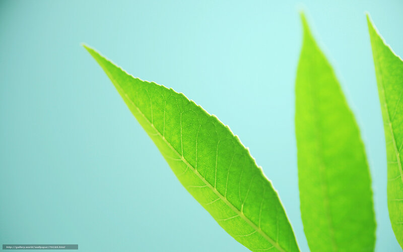 Green Leaves on Blue