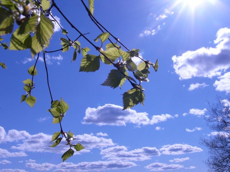 Green Leaves on Branch — Blue, Serene, Afternoon, Photograph, Sky, Clouds