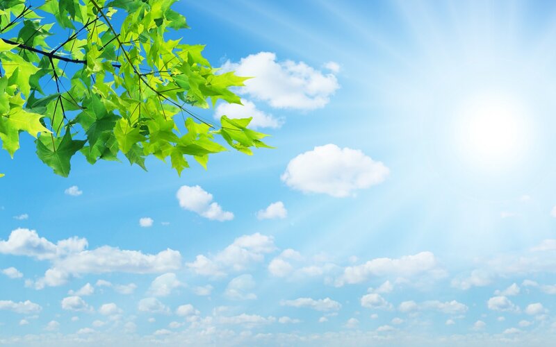 Green Leaves on Branch — Blue, Serene, Afternoon