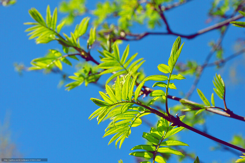 Green Leaves on Branch — Blue, Serene, Spring, Photograph