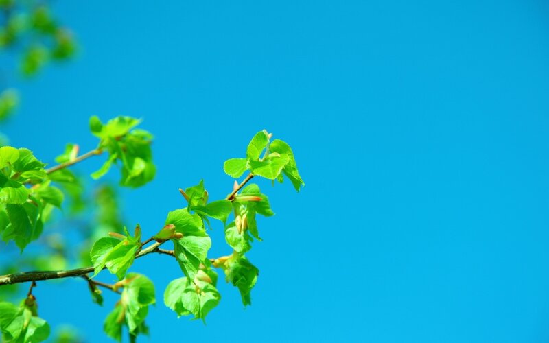 Green Leaves on Branch — Blue, Serene, Spring