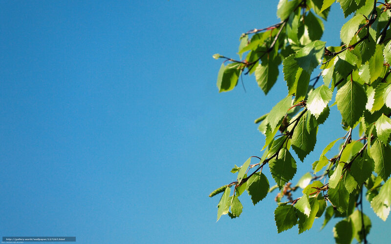 Green Leaves on Branch — Blue, Serene