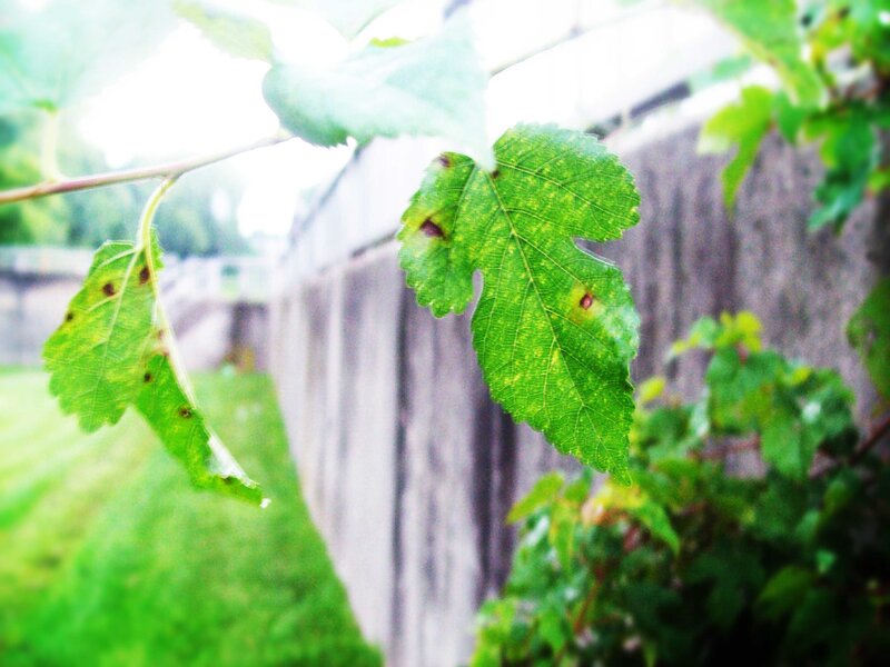 Green Leaves on Branch — Calm, Afternoon