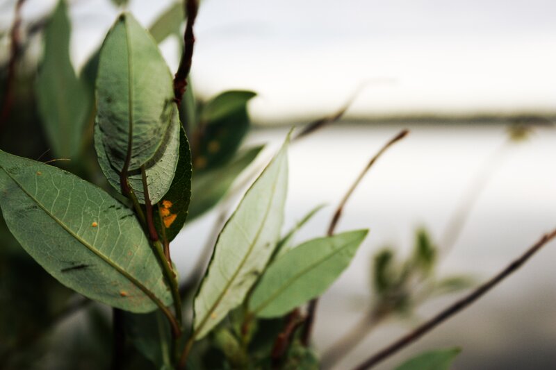 Green Leaves on Branch — Calm, Photograph