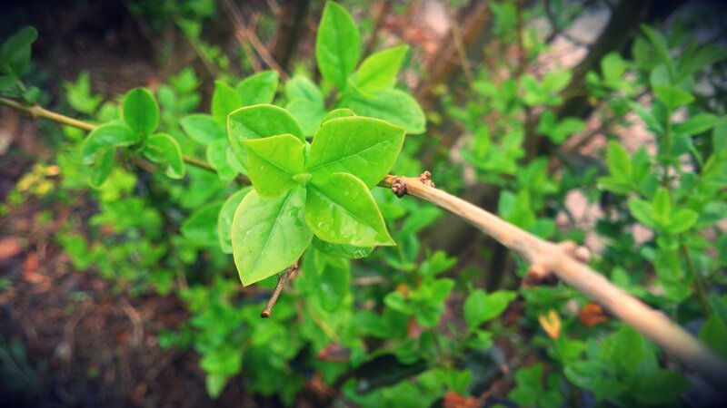 Green Leaves on Branch — Calm, Spring