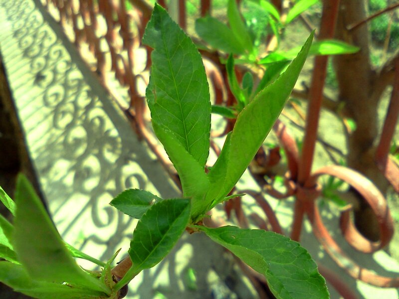 Green Leaves on Branch — Calm