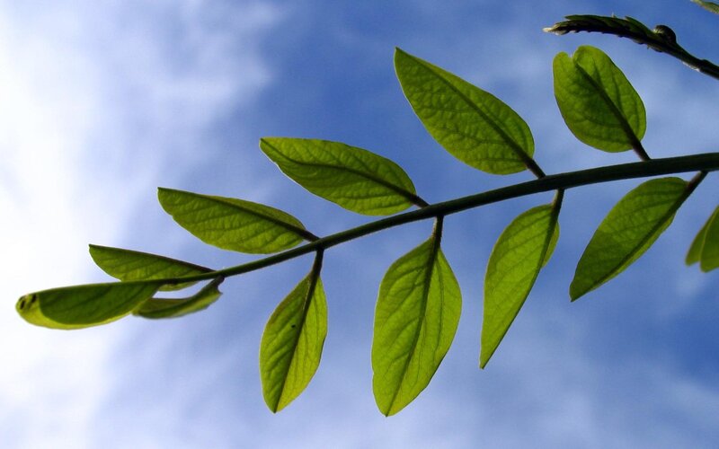Green Leaves on Branch — Clouds