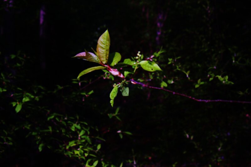 Green Leaves on Branch — Dark
