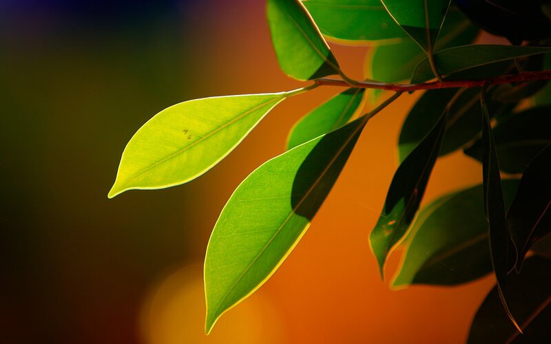 Green Leaves on Branch — Dramatic