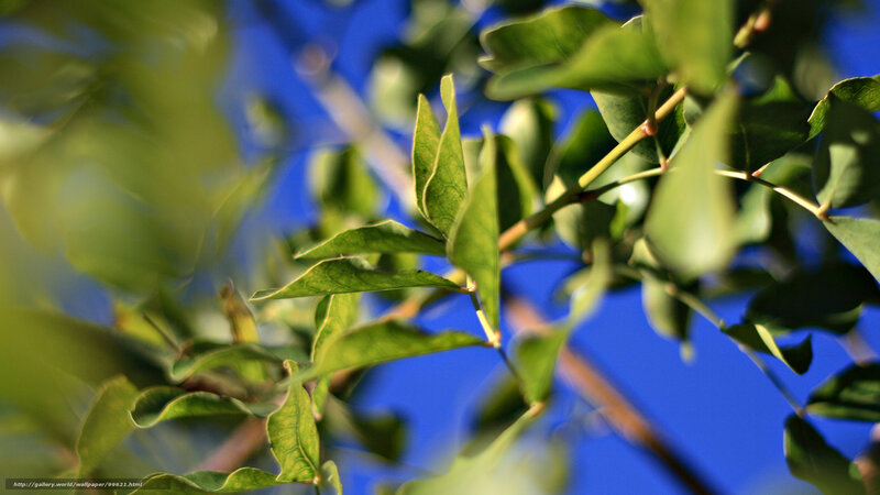 Green Leaves on Branch — Serene, Afternoon, Photograph, Sky