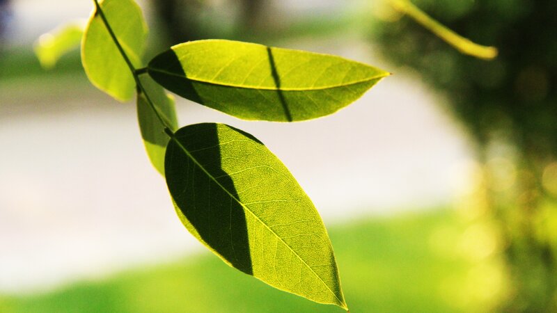 Green Leaves on Branch — Serene, Afternoon, Photograph, Sunlight, Shadow