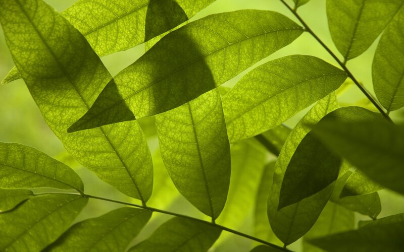 Green Leaves on Branch — Serene, Afternoon, Photograph, Sunlight, Yellow