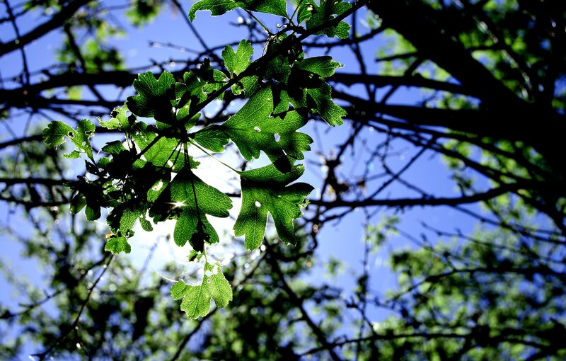 Green Leaves on Branch — Serene, Afternoon