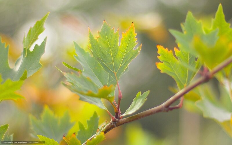 Green Leaves on Branch — Serene, Autumn, Photograph, Sunlight