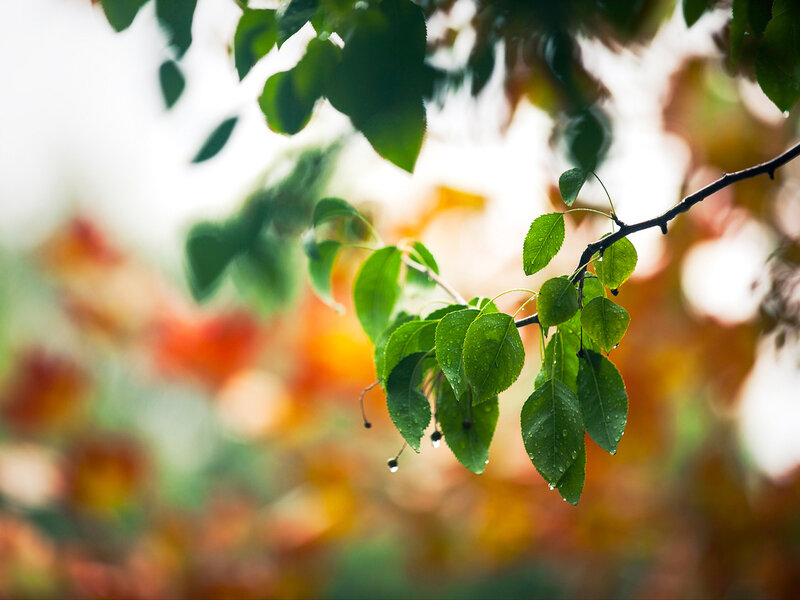 Green Leaves on Branch — Serene, Autumn