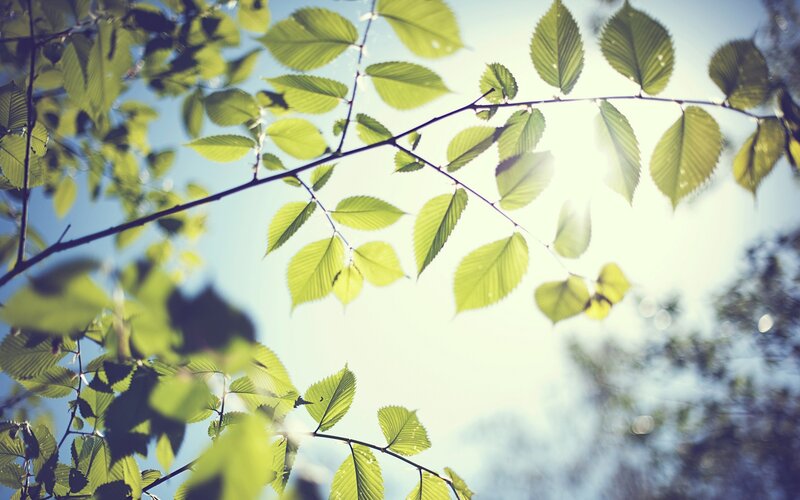 Green Leaves on Branch — Serene, Morning, Photograph, Sky, Sunlight