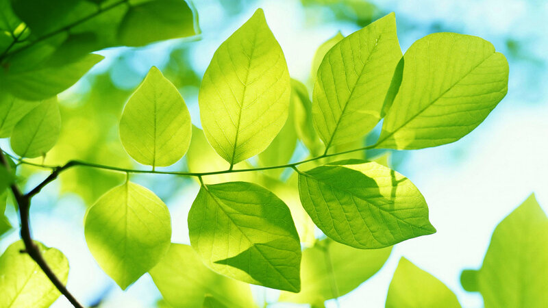 Green Leaves on Branch — Serene, Morning, Photograph, Sky